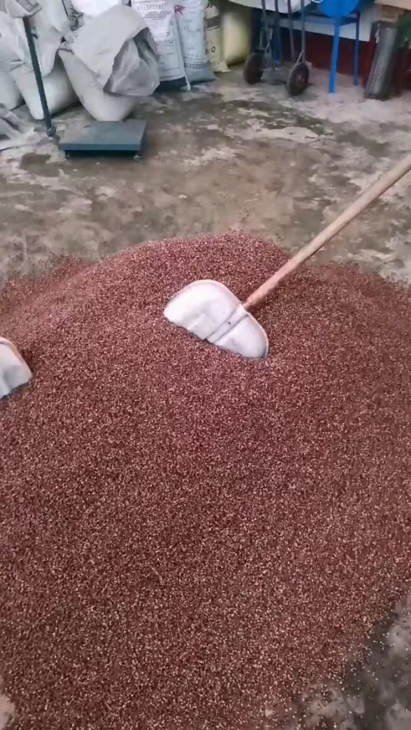 陕西韩城大红袍花椒麻椒鲜红椒高海拔优质产地