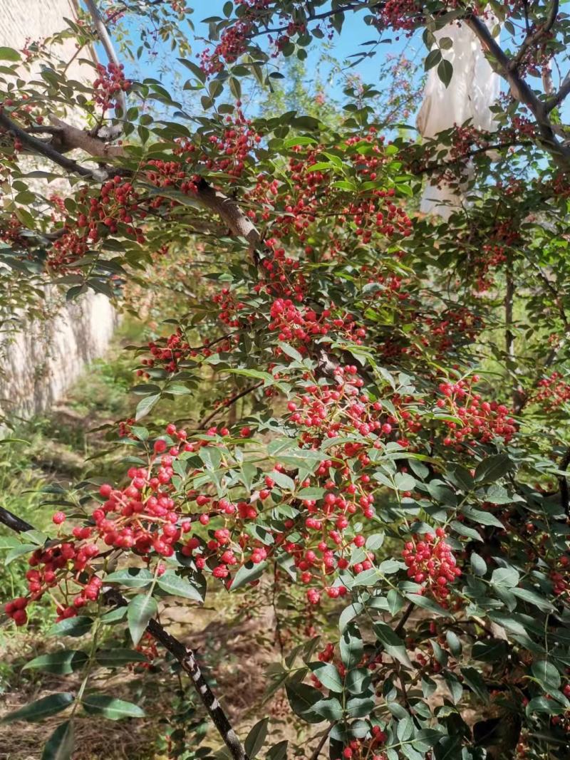 陕西韩城大红袍花椒麻椒鲜红椒高海拔优质产地