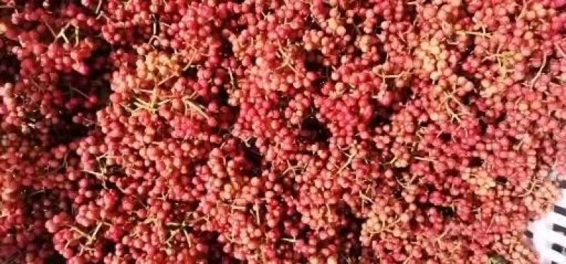 陕西韩城大红袍花椒麻椒鲜红椒高海拔优质产地