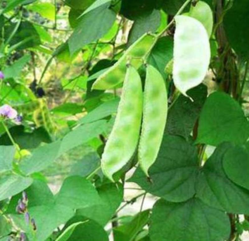 青宝早生扁豆种子春扁豆种子青扁豆种子早熟高产抗病大棚露地