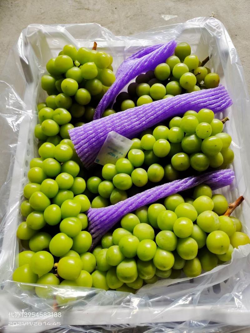 阳光玫瑰葡萄
