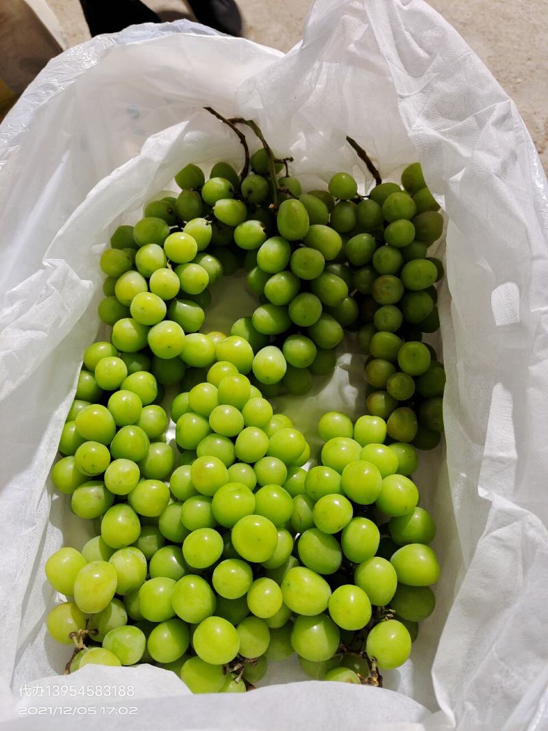 阳光玫瑰葡萄