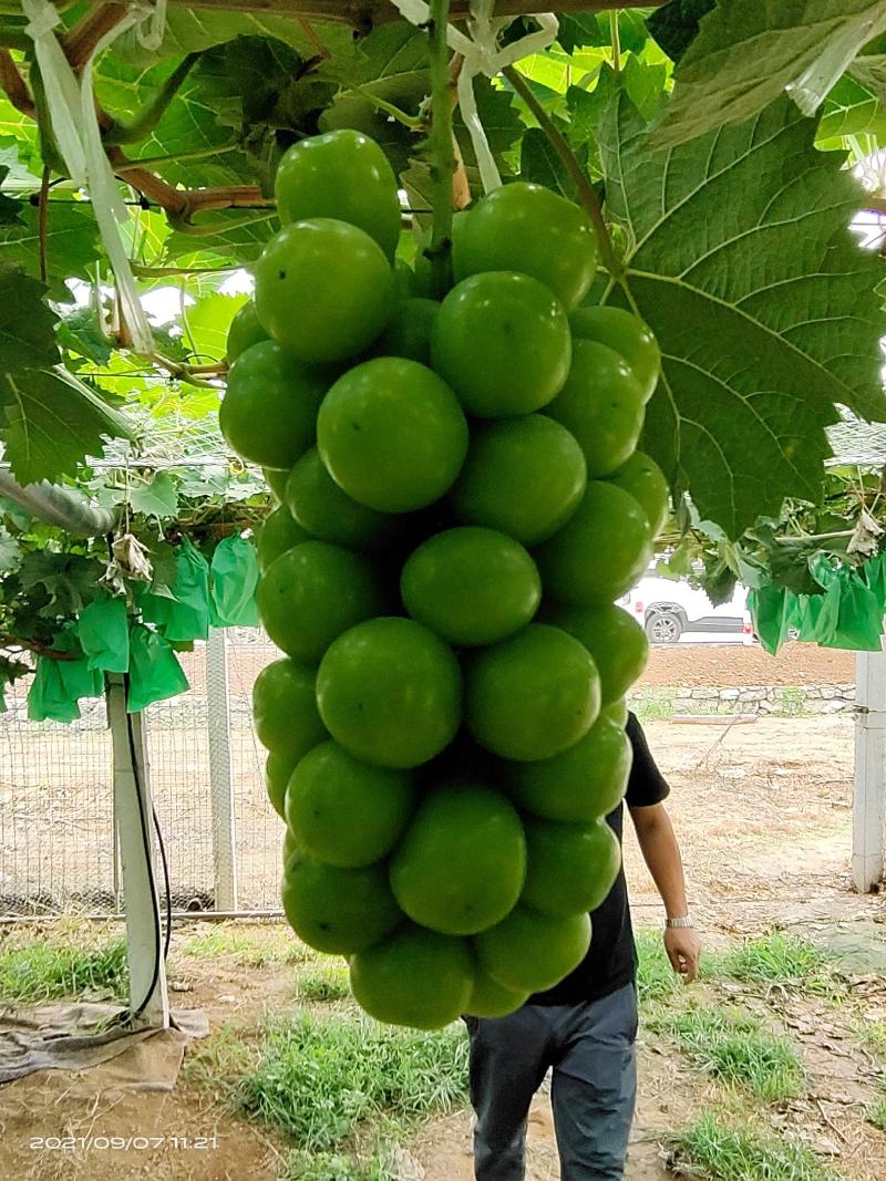 阳光玫瑰葡萄