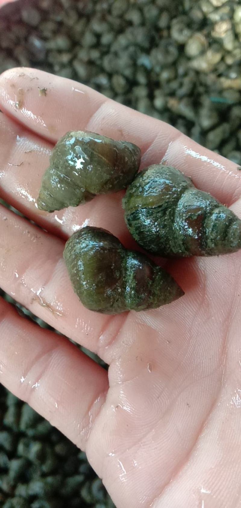 湖北江汉平原精品螺蛳，1.4~1.6，1.8及以上，炮头