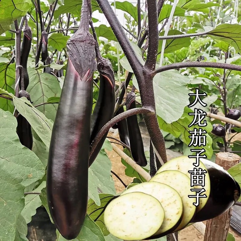 【茄子秧苗】嫁接大龙长茄苗圆茄苗绿茄苗线茄苗