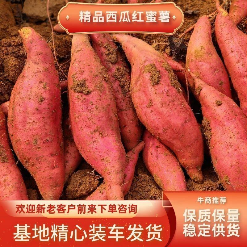 西瓜红沙地红薯香甜如蜜市场货工厂货