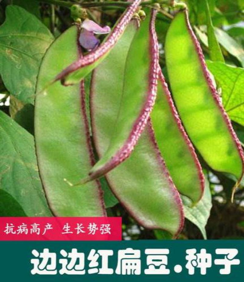 早生边红扁豆早熟高产扁豆种子
