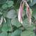 早生边红扁豆早熟高产扁豆种子结荚位低红边茶豆角眉豆种