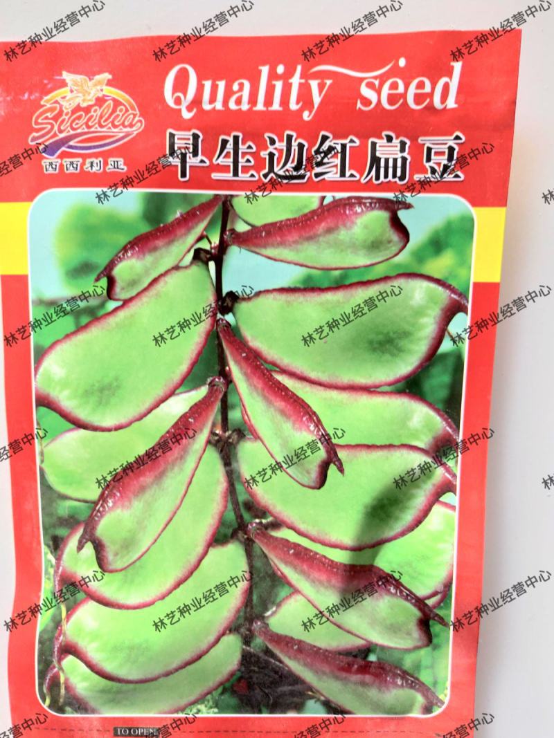早生边红扁豆早熟高产扁豆种子