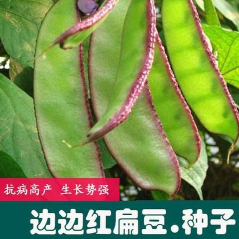 早生边红扁豆早熟高产扁豆种子结荚位低红边茶豆角眉豆种