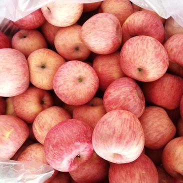 陕西洛川红富士苹果当季新鲜冷库水果，皮薄肉脆，好吃不贵