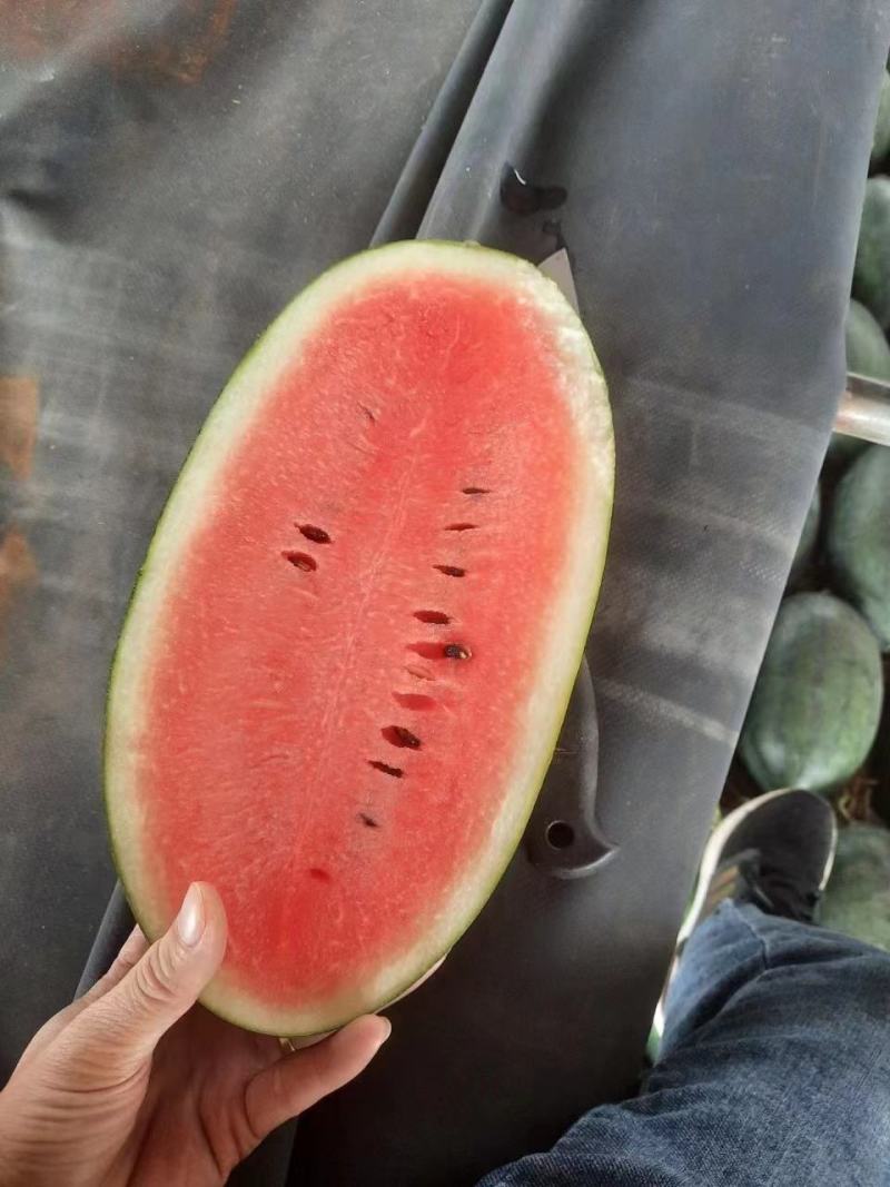 推荐热销黑美人西瓜，精品市场大瓜，电商团购小瓜大量出货