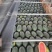 推荐热销黑美人西瓜，精品市场大瓜，电商团购小瓜大量出货
