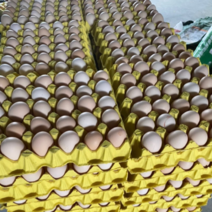 常年提供粉蛋大码中码蛋小码蛋普通和黄心