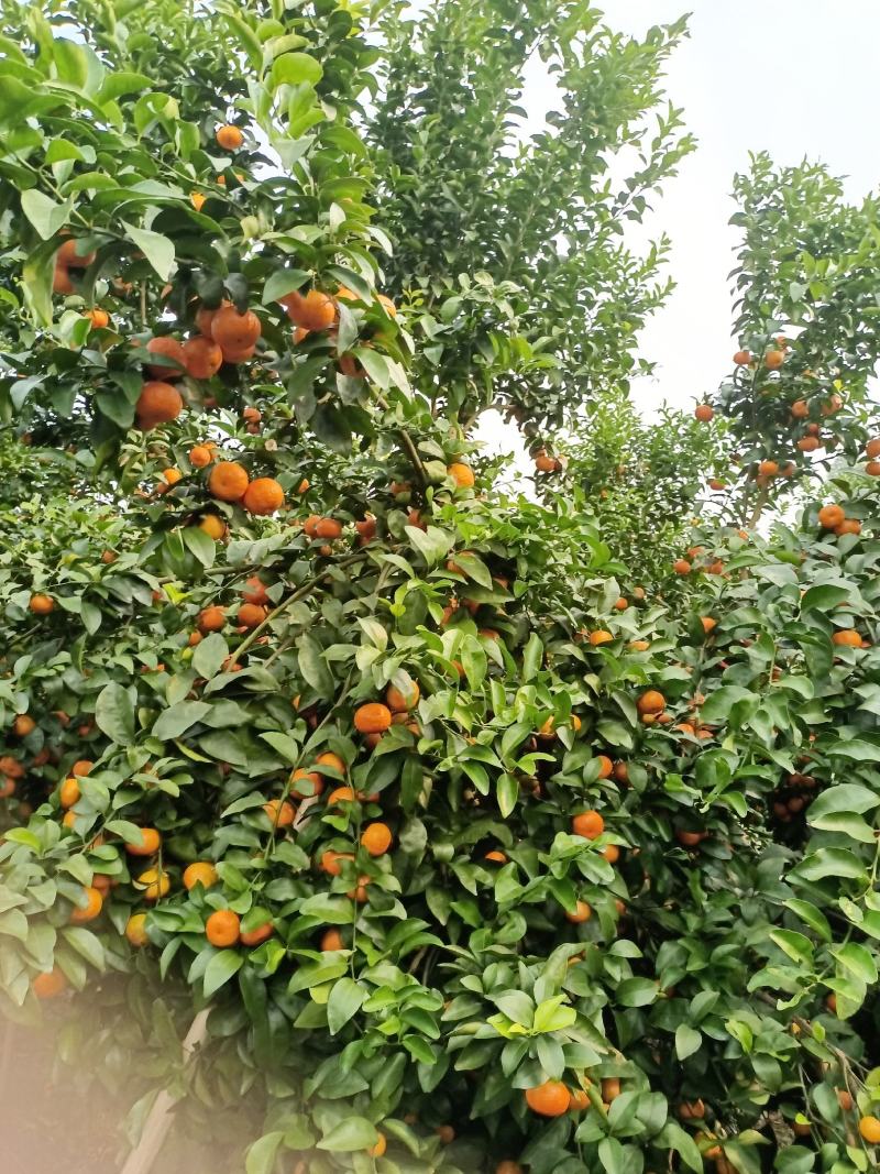广西柑橘