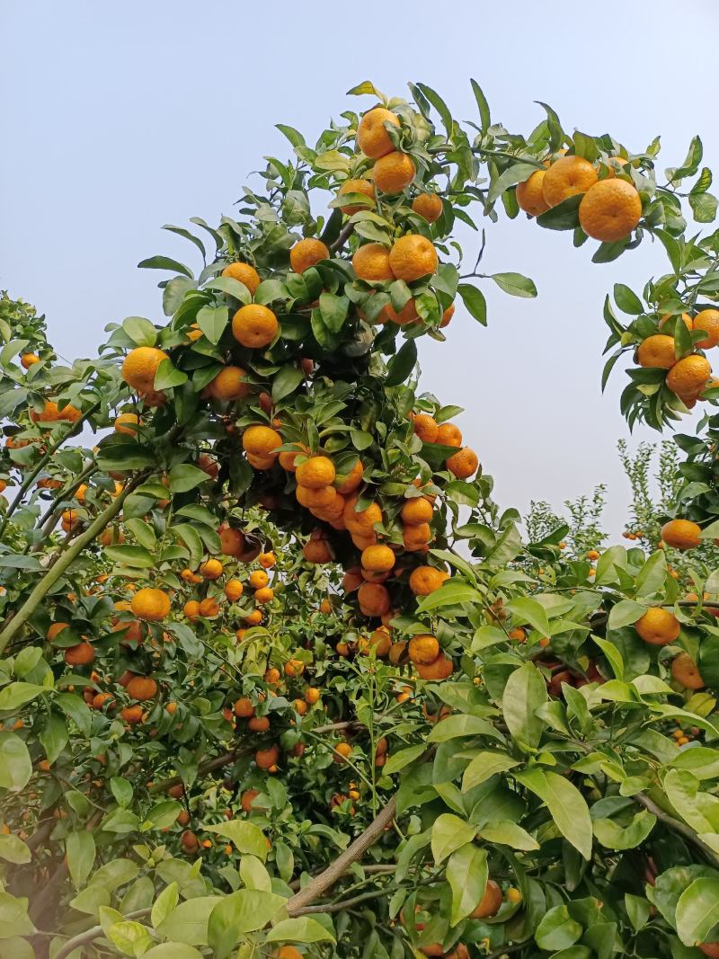 广西柑橘