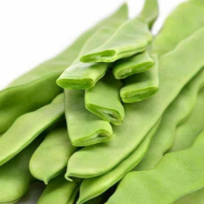 地豆王一号种子无架地豆种子菜豆早熟高产抗病四季豆种子