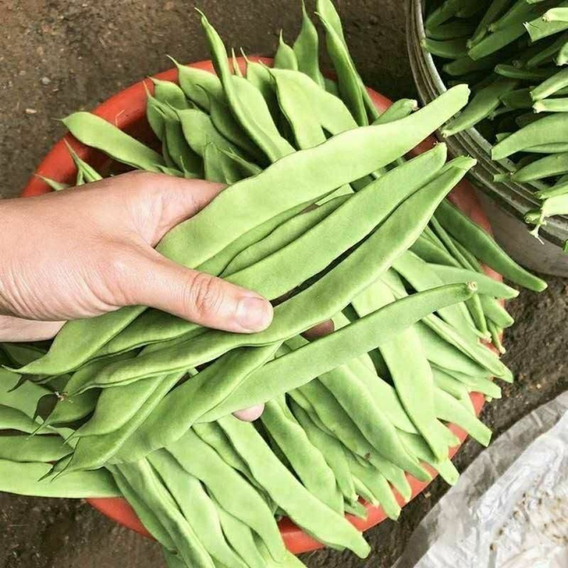 地豆王一号种子无架地豆种子菜豆早熟高产抗病四季豆种子