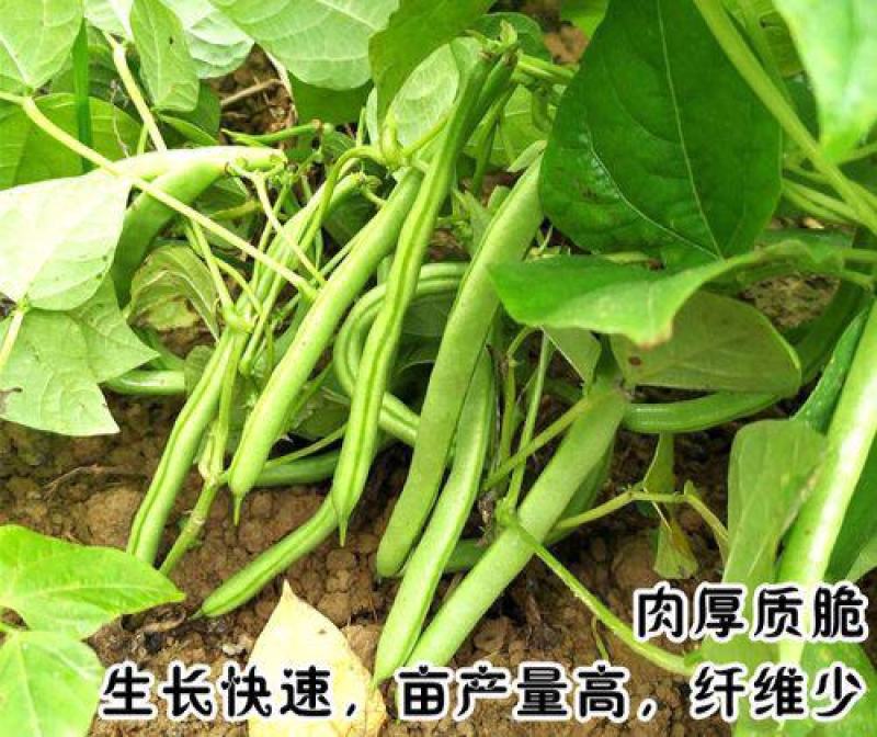 地豆王一号种子无架地豆种子菜豆早熟高产抗病四季豆种子