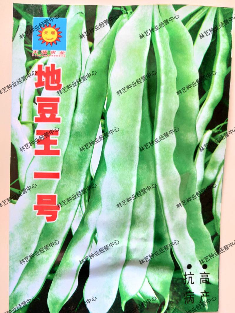地豆王一号种子无架地豆种子菜豆早熟高产抗病四季豆种子