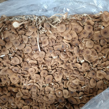 茶树菇，福建古田批发市场，未开伞精品茶树菇