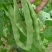 绿龙架豆种子早熟高产春季耐老化无筋特嫩芸豆大荚