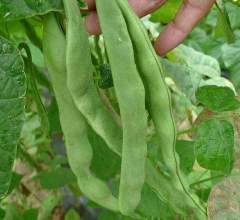 绿龙架豆种子早熟高产春季耐老化无筋特嫩芸豆大荚