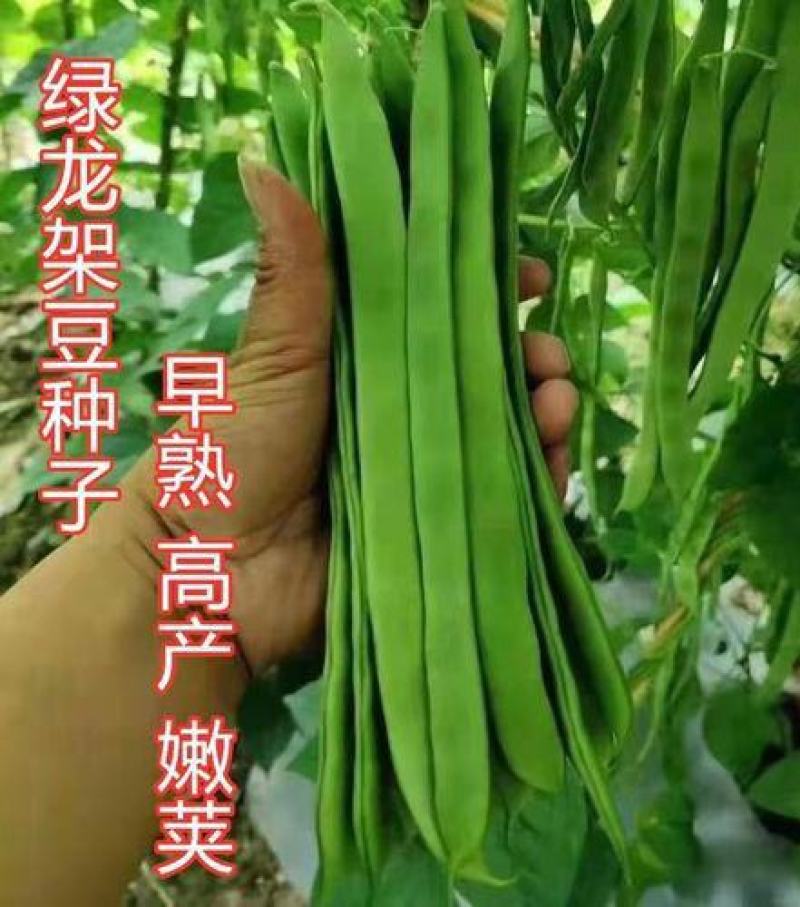 绿龙架豆种子早熟高产春季耐老化无筋特嫩芸豆大荚