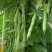 绿龙架豆种子早熟高产春季耐老化无筋特嫩芸豆大荚