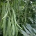 绿龙架豆种子早熟高产春季耐老化无筋特嫩芸豆大荚