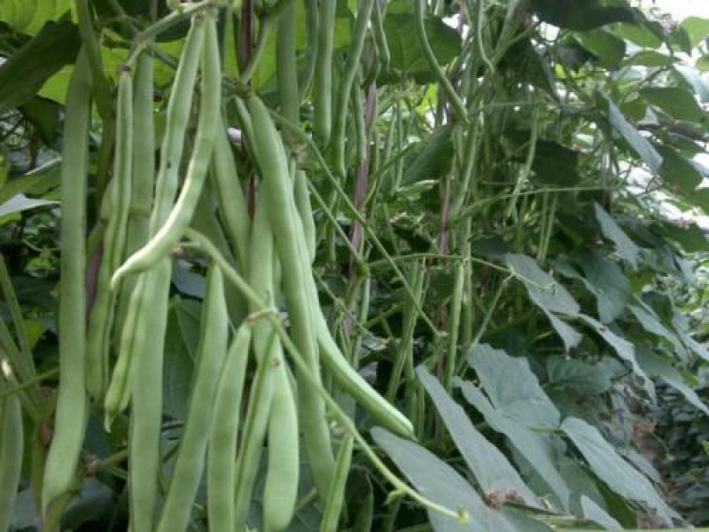 绿龙架豆种子早熟高产春季耐老化无筋特嫩芸豆大荚