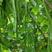 绿龙架豆种子早熟高产春季耐老化无筋特嫩芸豆大荚