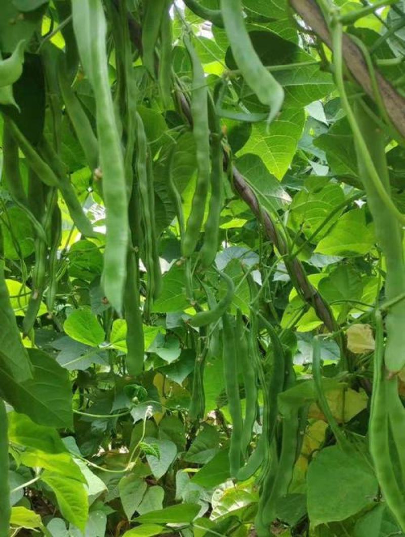 绿龙架豆种子早熟高产春季耐老化无筋特嫩芸豆大荚