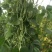 绿龙架豆种子早熟高产春季耐老化无筋特嫩芸豆大荚