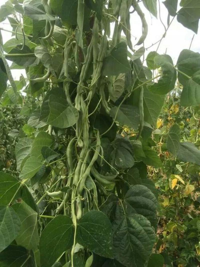 绿龙架豆种子早熟高产春季耐老化无筋特嫩芸豆大荚