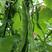 绿龙架豆种子早熟高产春季耐老化无筋特嫩芸豆大荚