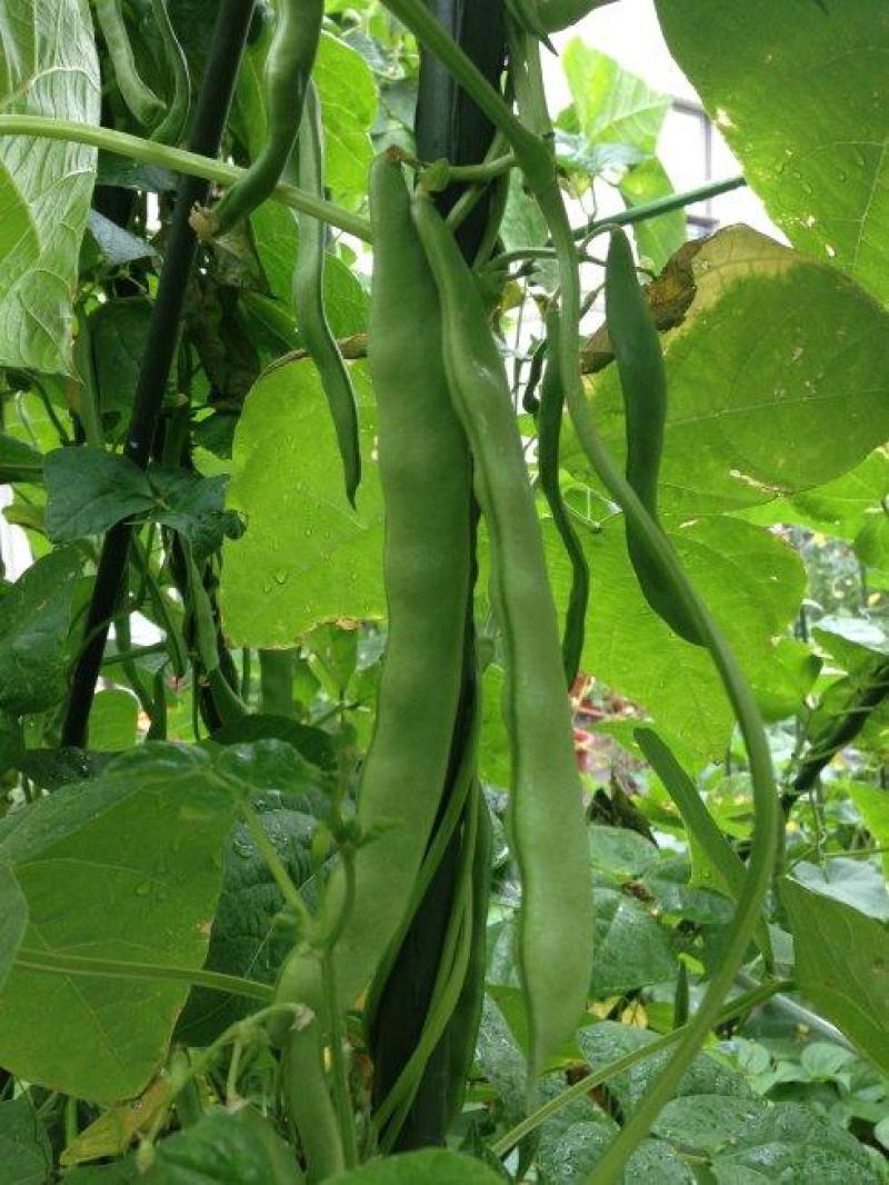 绿龙架豆种子早熟高产春季耐老化无筋特嫩芸豆大荚