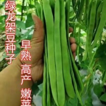 绿龙架豆种子早熟高产春季耐老化无筋特嫩芸豆大荚