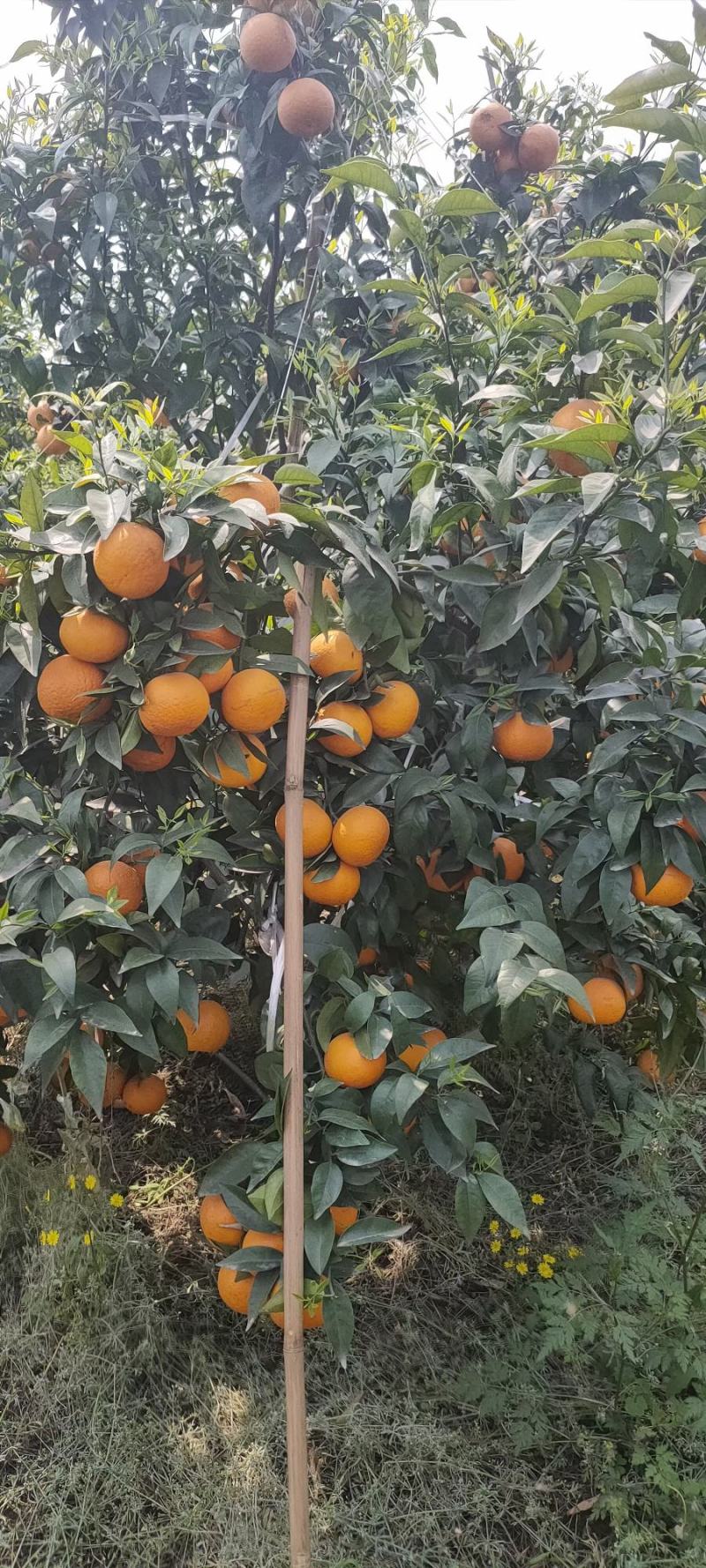 沃柑大量上市百万亩基地。需要的老板来哦。产量大。