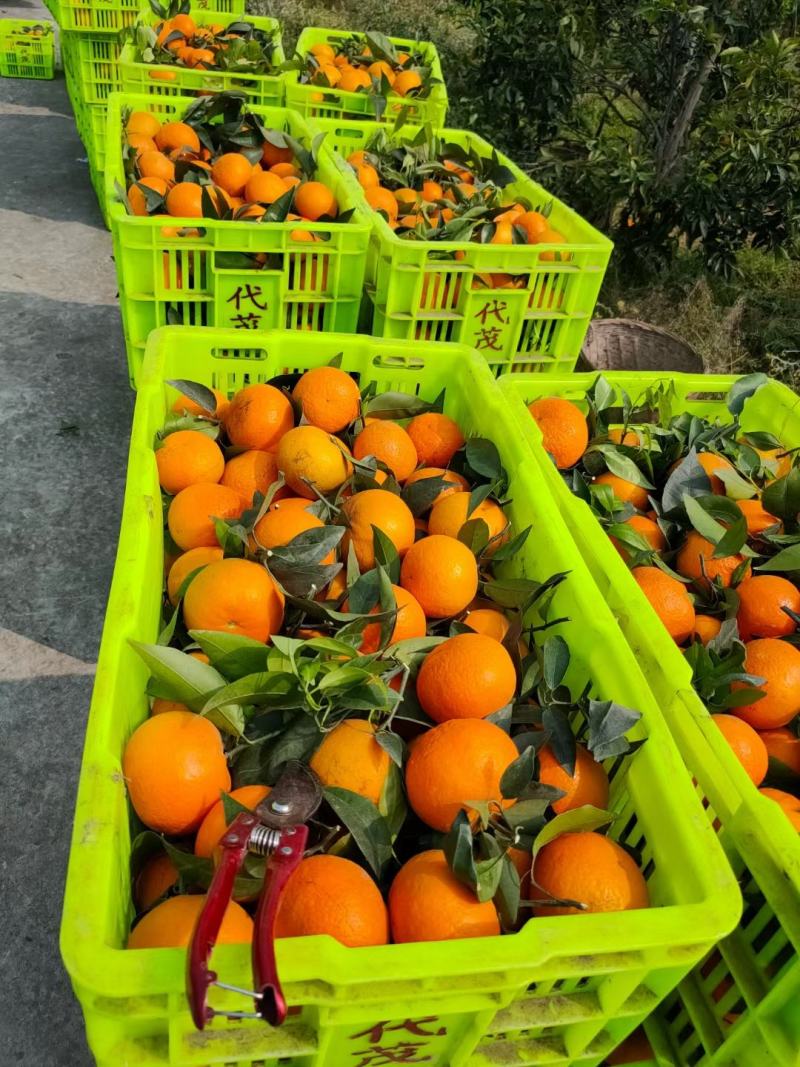 沃柑大量上市百万亩基地。需要的老板来哦。产量大。