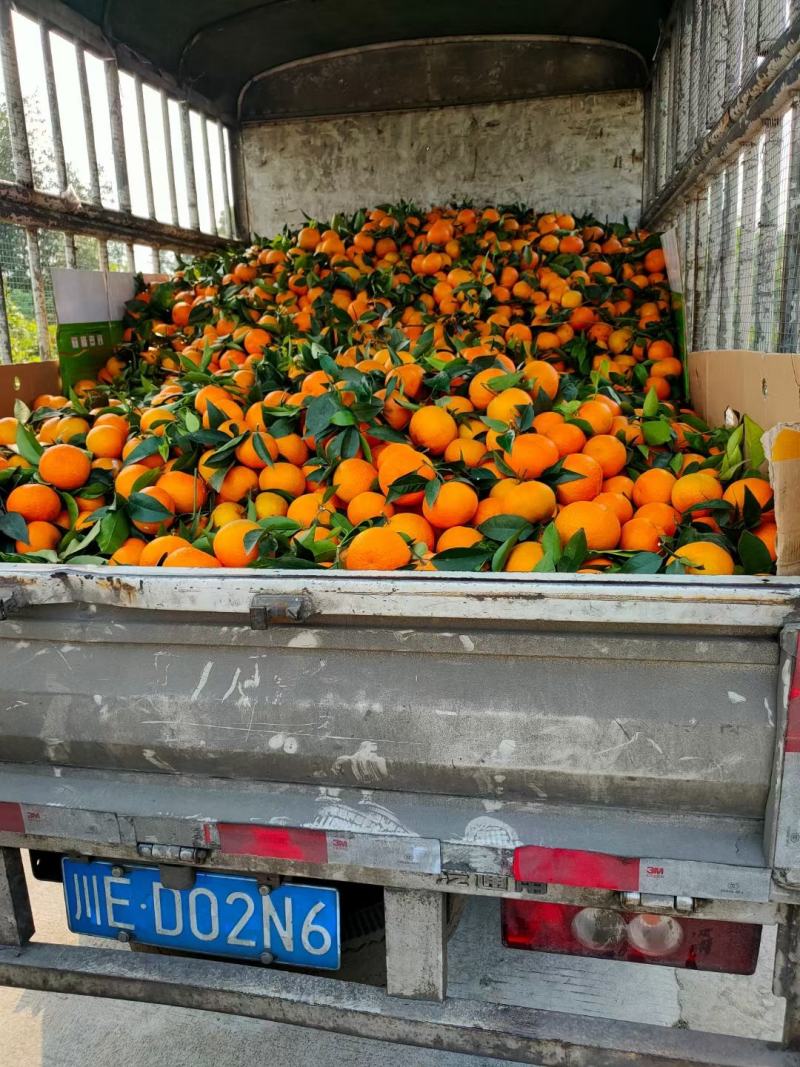 沃柑大量上市百万亩基地。需要的老板来哦。产量大。