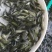 优质中科三号鲫鱼苗全国发货基地一手直供