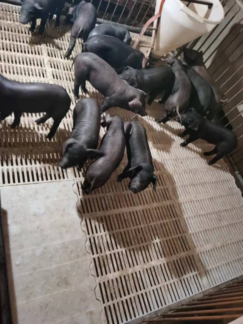 黑猪仔猪猪苗疫苗全长势快价格公道。