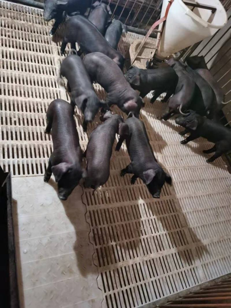 黑猪仔猪猪苗疫苗全长势快价格公道。