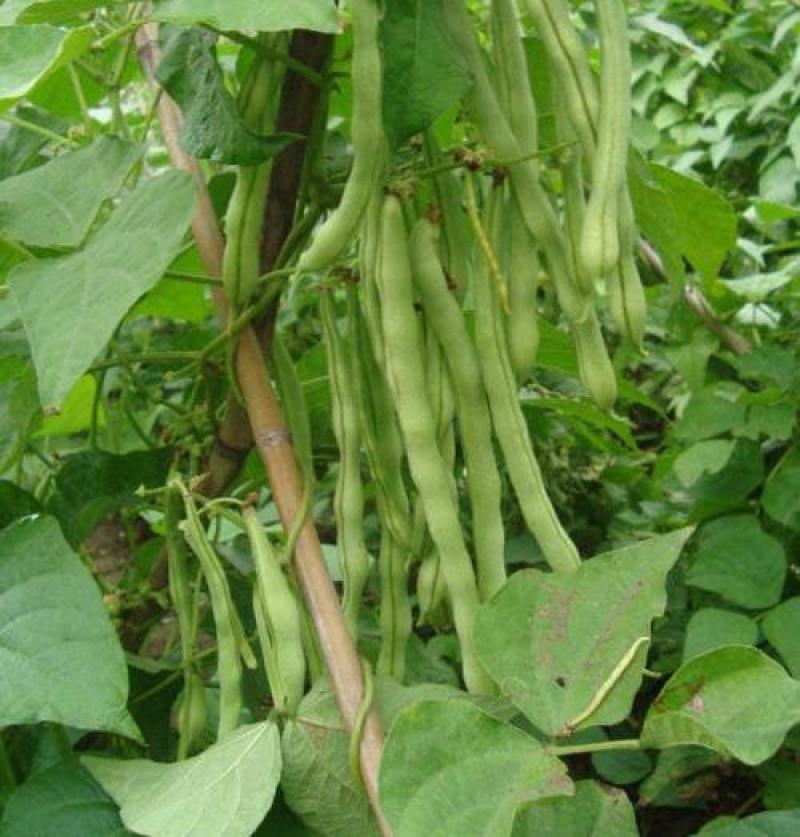 四季架豆王种子春季高产蔬菜种孑农家庭院豆角种籽无筋架豆王