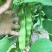 四季架豆王种子春季高产蔬菜种孑农家庭院豆角种籽无筋架豆王