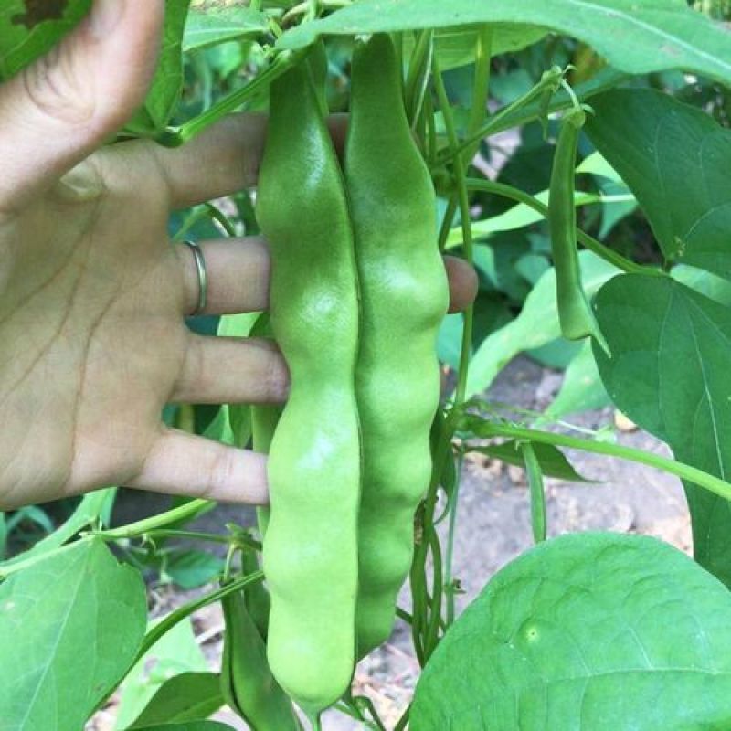 四季架豆王种子春季高产蔬菜种孑农家庭院豆角种籽无筋架豆王
