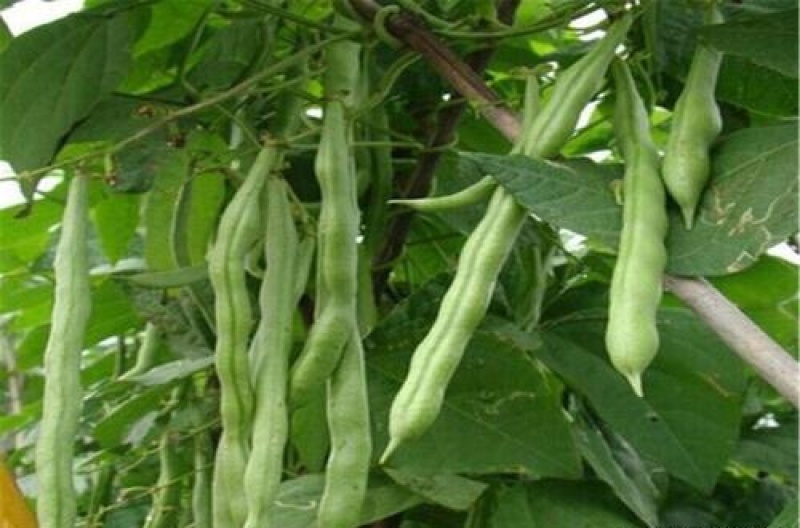 四季架豆王种子春季高产蔬菜种孑农家庭院豆角种籽无筋架豆王