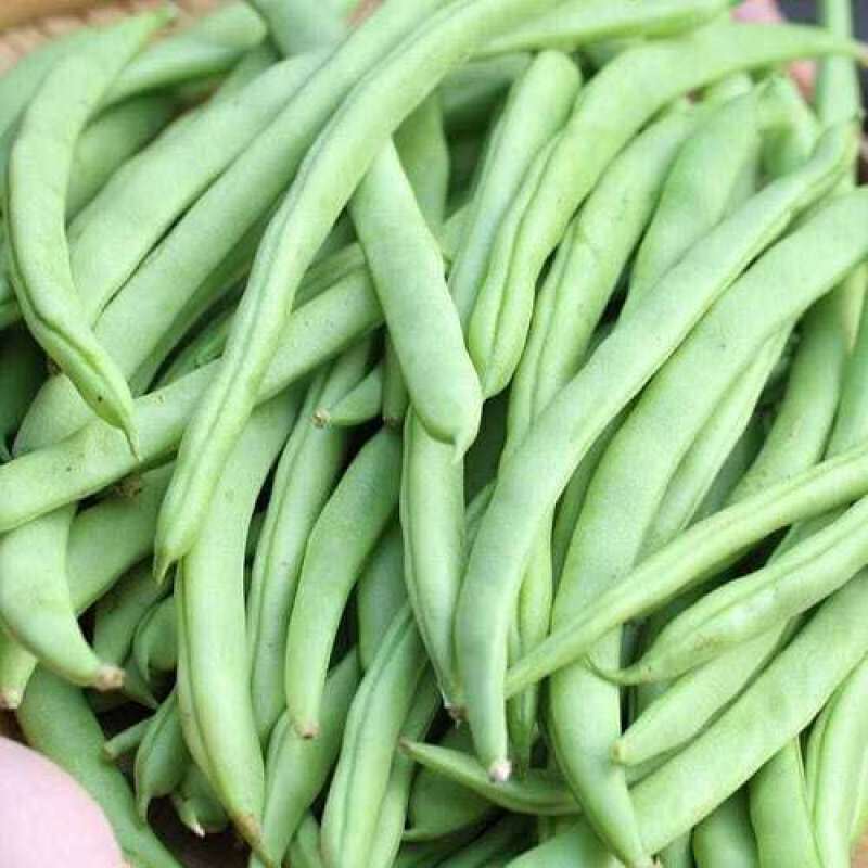 四季架豆王种子春季高产蔬菜种孑农家庭院豆角种籽无筋架豆王
