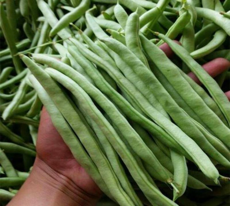 四季架豆王种子春季高产蔬菜种孑农家庭院豆角种籽无筋架豆王